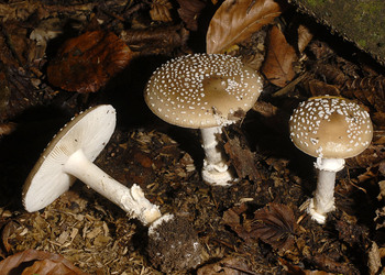 Pantherpilz (Amanita pantherina) - © Heinz Prelicz